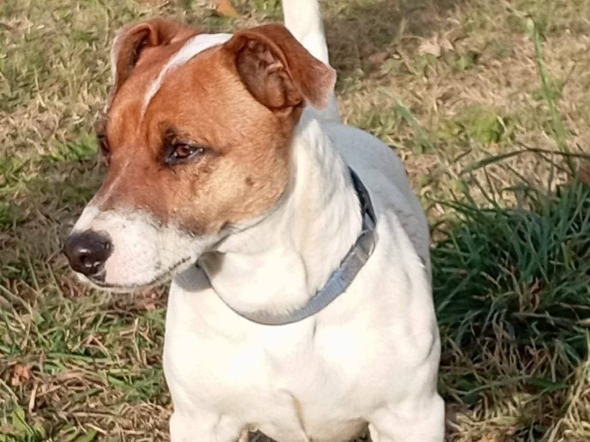 Adotta un cane, taglia piccola, maschio, Viterbo