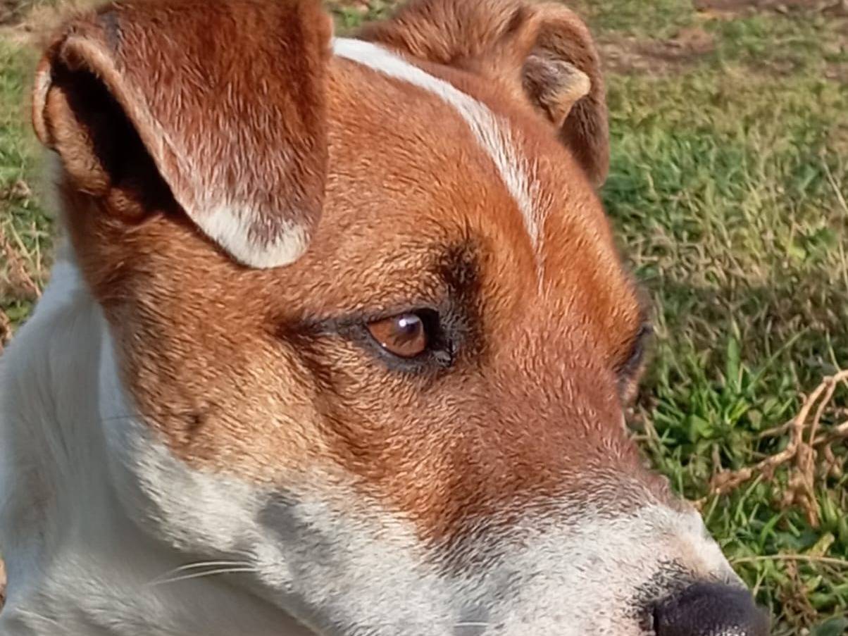 Vuoi adottare un cane a Viterbo?