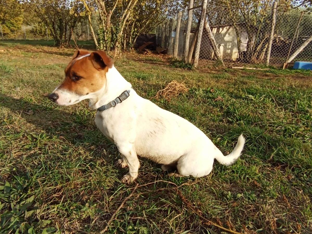 Adotta il cane Jack a Viterbo