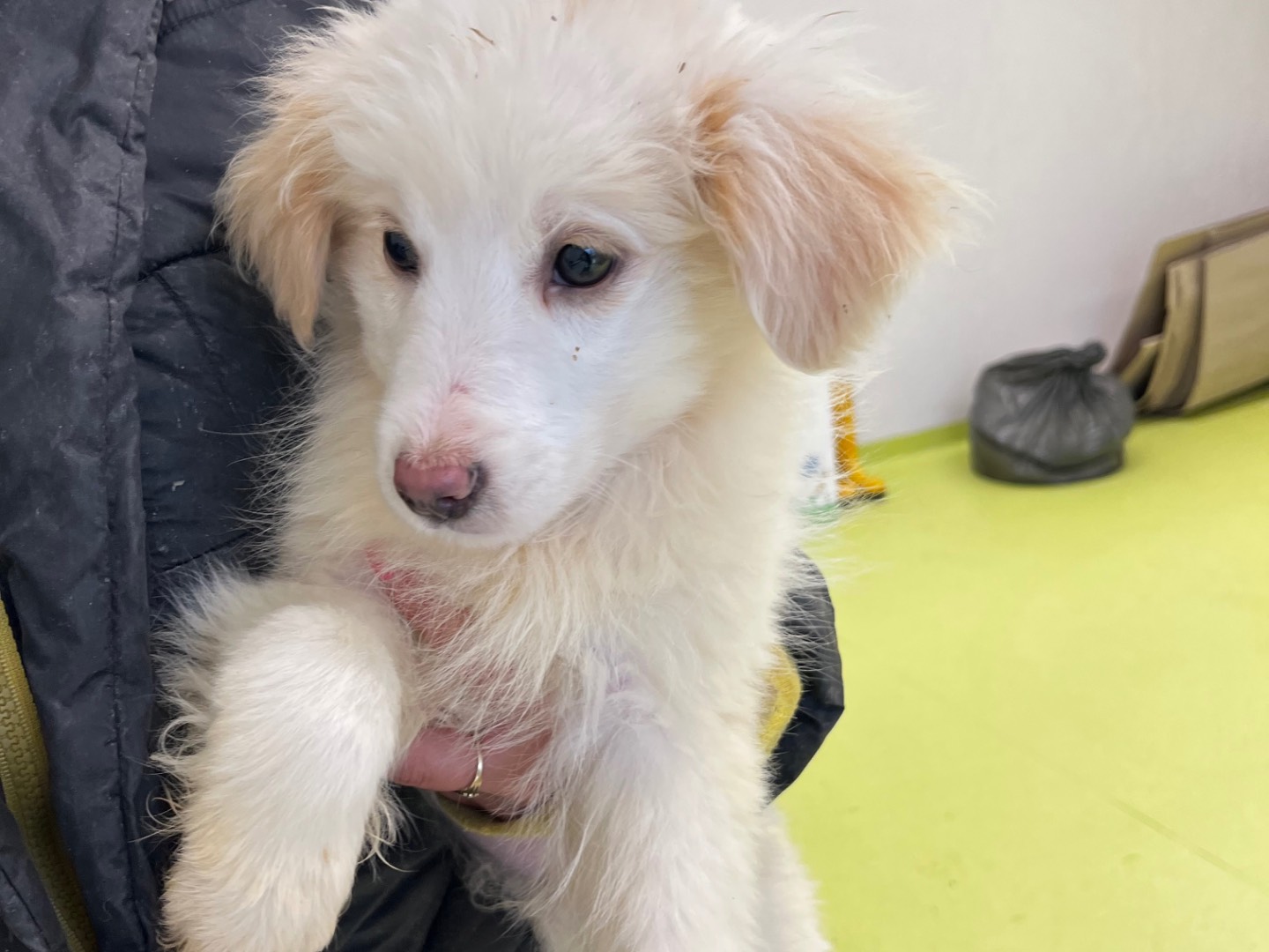 Adozione cane, maschio, Razza sconosciuta Razza sconosciuta, 4 mesi, taglia media, Salerno