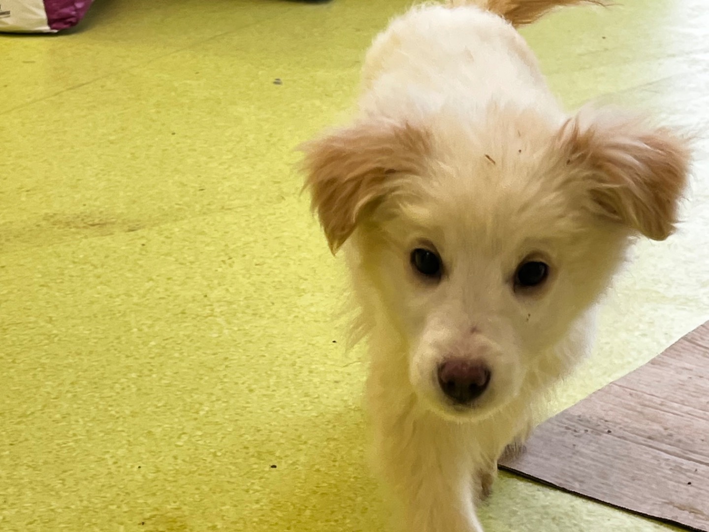 Adotta un cane, maschio, 4 mesi, Salerno