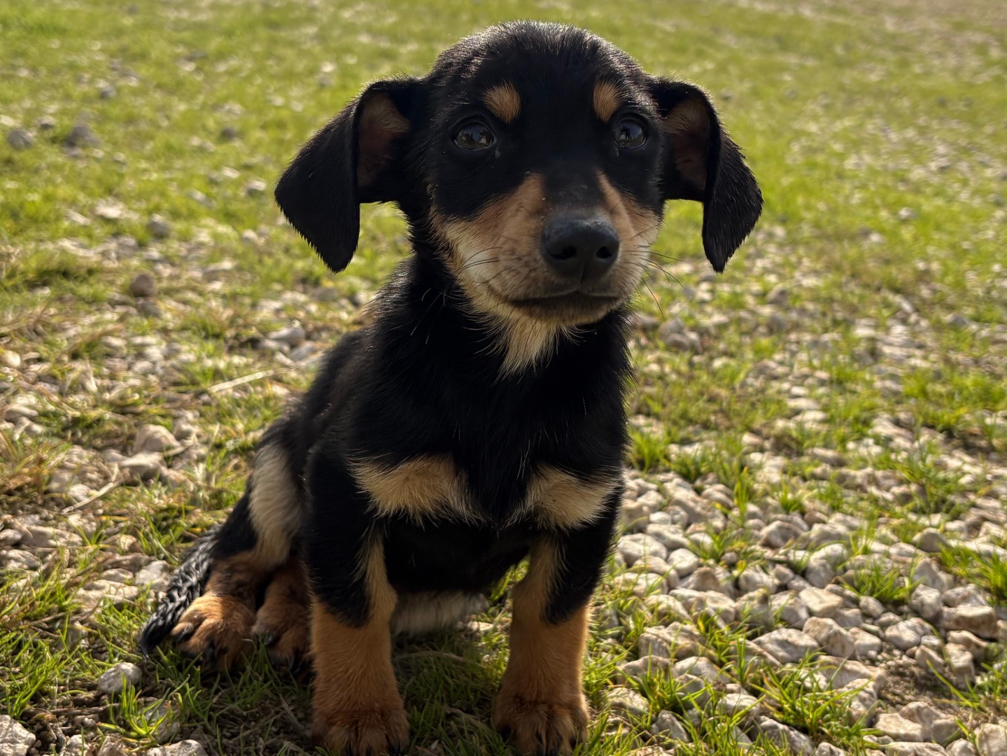 Adozione cane, femmina, Razza sconosciuta Razza sconosciuta, 3 mesi, taglia piccola, Frosinone