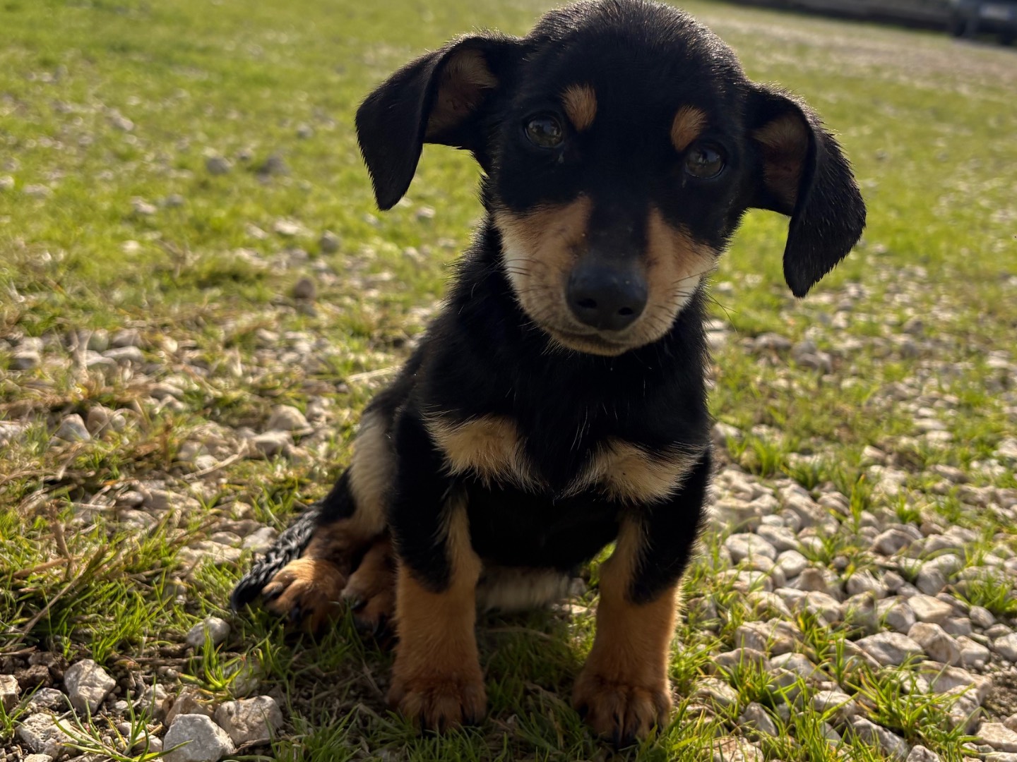 Adotta un cane, femmina, 3 mesi, Frosinone