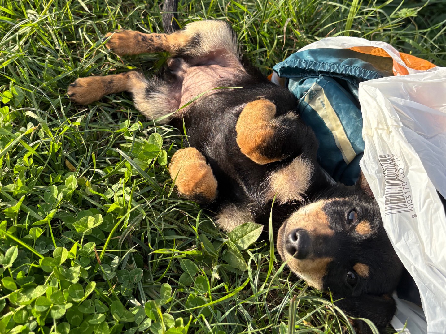 Adotta un cane, taglia piccola, femmina, Frosinone