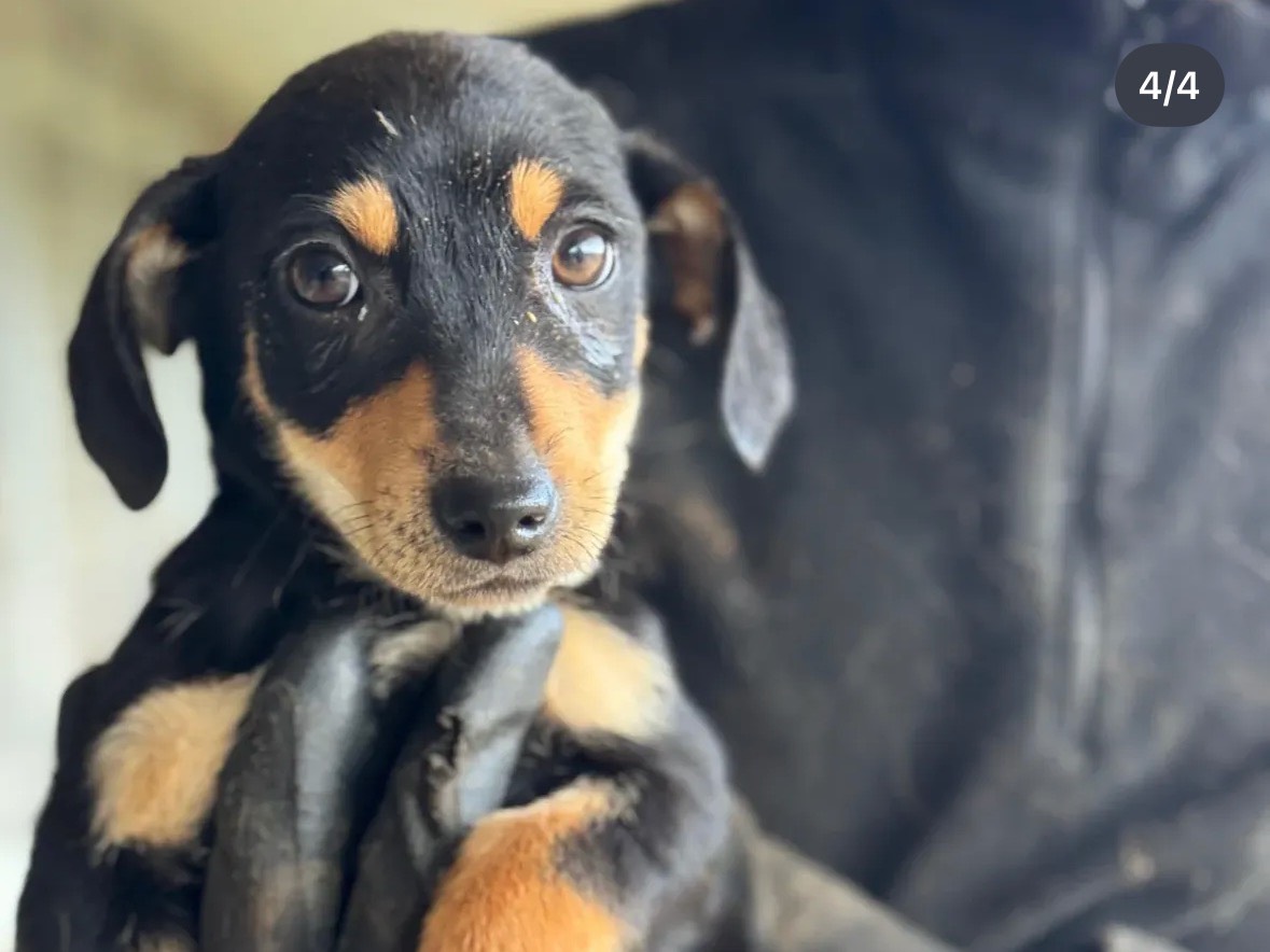 Adotta il cane Hope a Frosinone