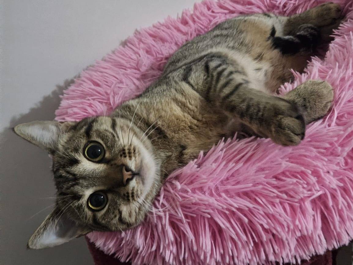 Adozione gatto, femmina, Razza sconosciuta Razza sconosciuta, 9 mesi, taglia non valida, Torino