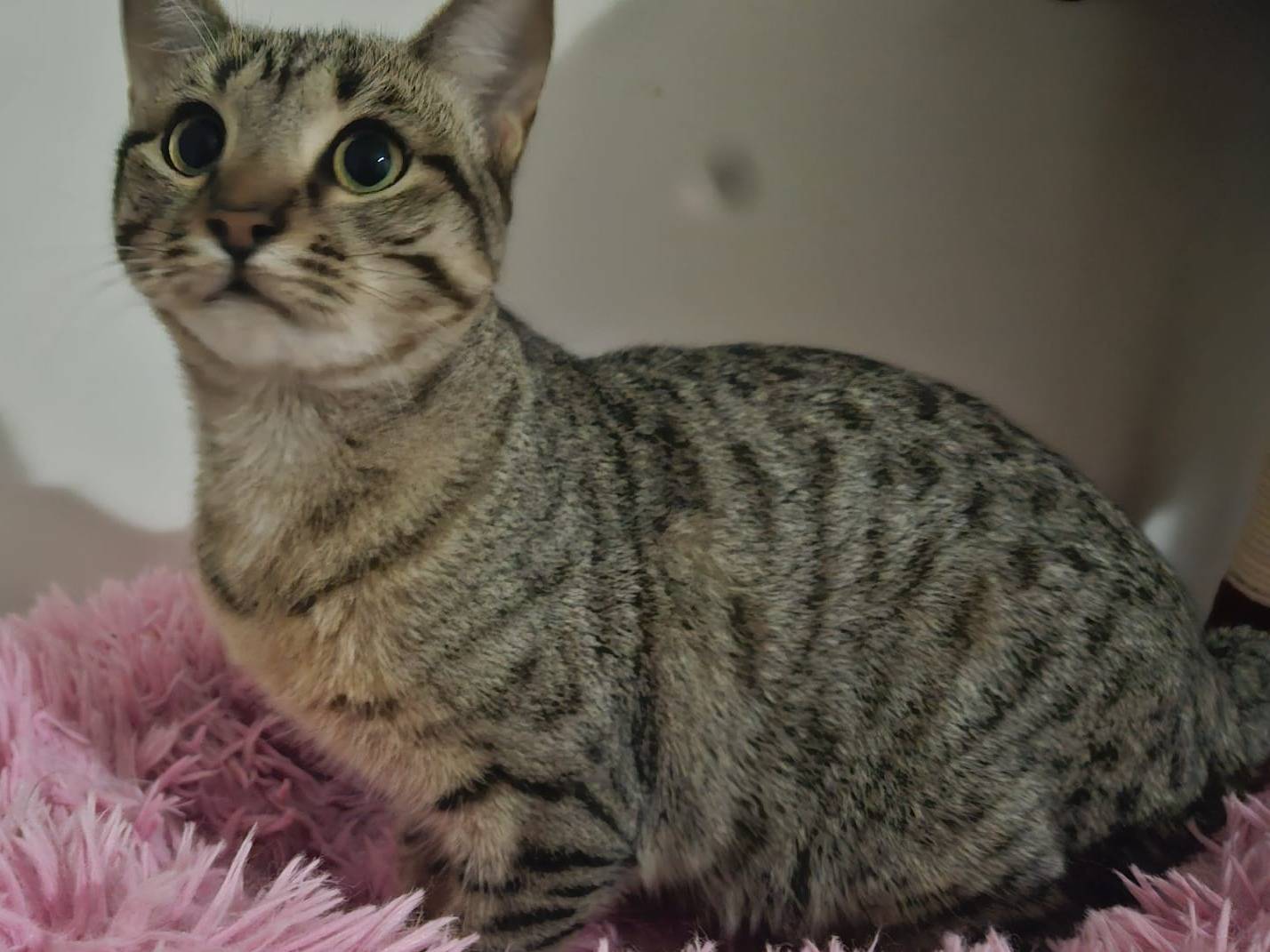 Adotta un gatto, femmina, 9 mesi, Torino