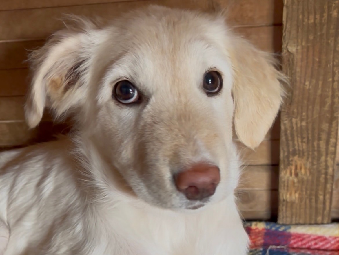 Adozione cane, maschio, Golden Retriever Pastore maremmano, 4 mesi, taglia media, Massa