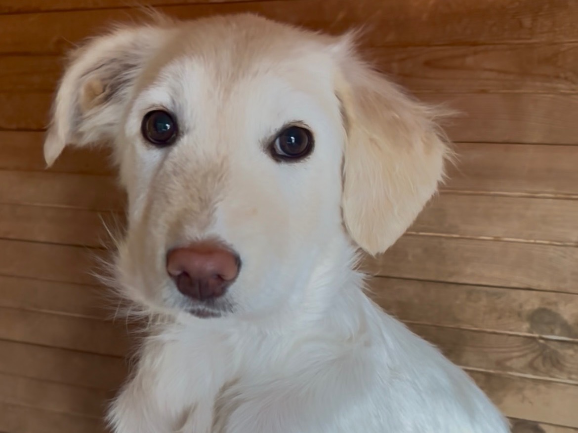 Adotta un cane, maschio, 4 mesi, Massa