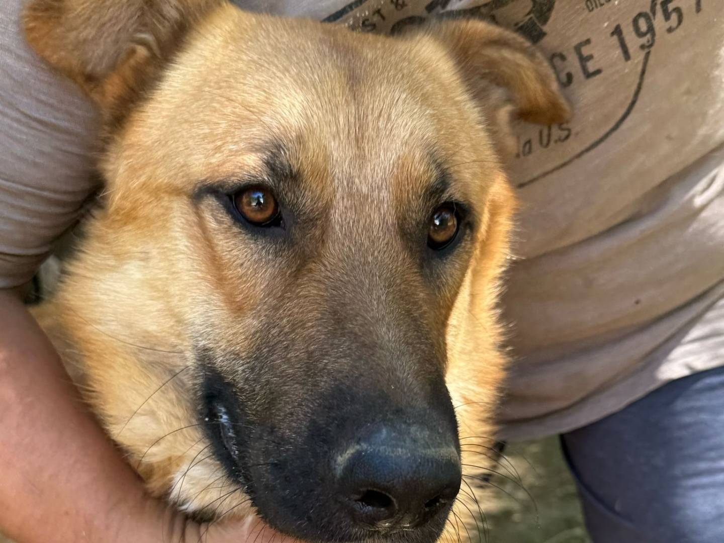 Adozione cane, maschio, Razza sconosciuta Razza sconosciuta, 2 anni e 3 mesi, taglia grande, Crotone
