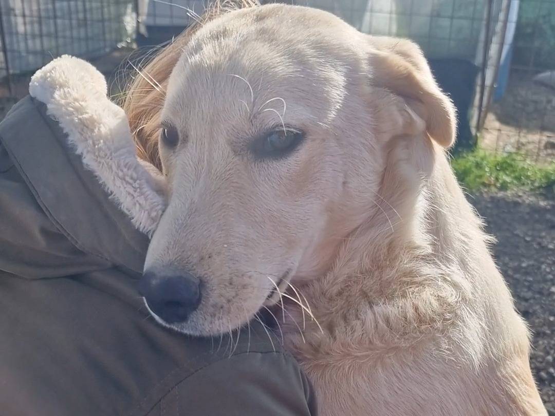 Adozione cane, maschio, Razza sconosciuta Razza sconosciuta, 7 mesi, taglia media, Palermo