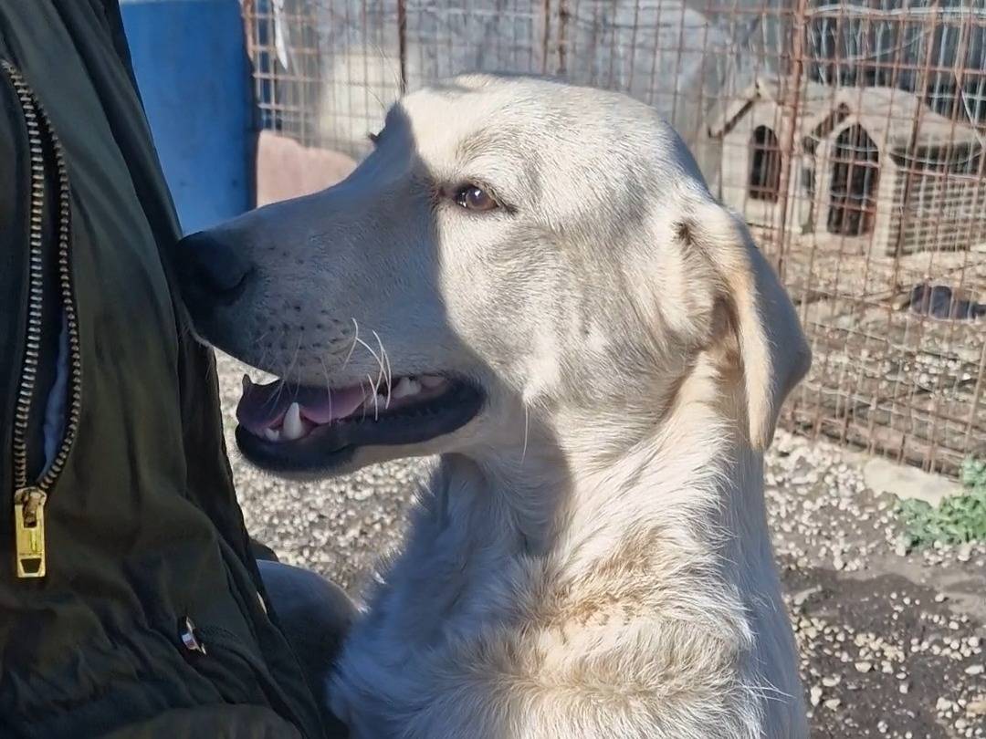 Adotta un cane, maschio, 7 mesi, Palermo