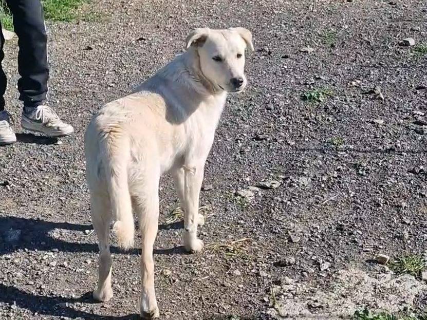 Adotta un cane, taglia media, maschio, Palermo