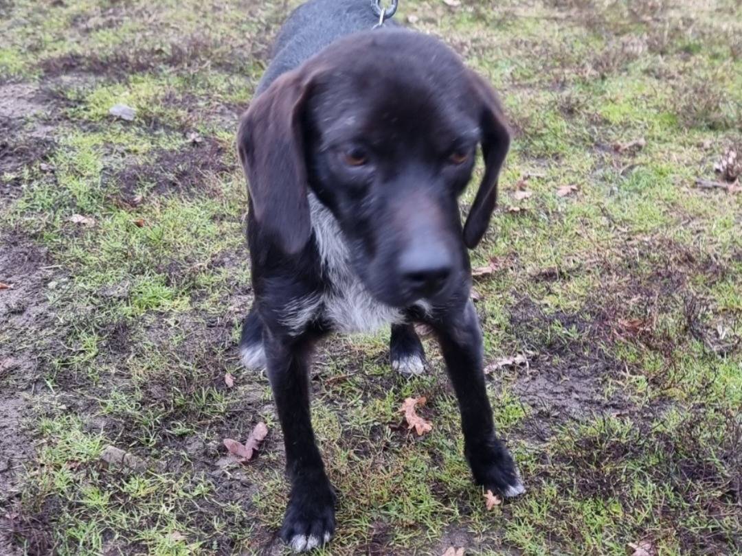 Adozione cane, maschio, Segugio Razza sconosciuta, 1 anno e 4 mesi, taglia piccola, Pavia