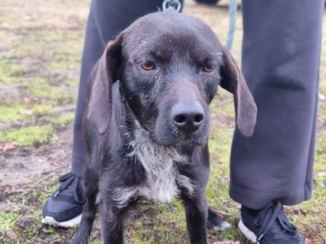 Adotta un cane, maschio, 1 anno e 4 mesi, Pavia
