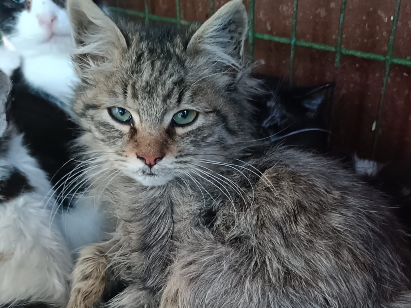 Adozione gatto, maschio, Razza sconosciuta Razza sconosciuta, 2 mesi, taglia non valida, Milano