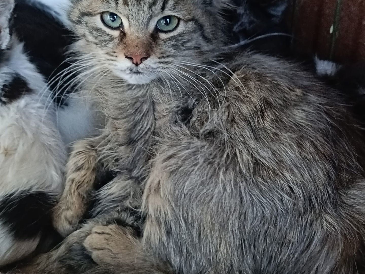 Adotta un gatto, maschio, 2 mesi, Milano