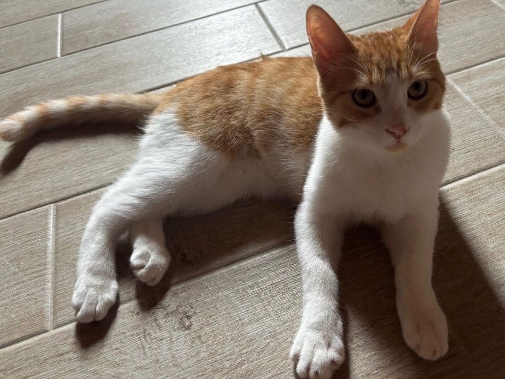 Adozione gatto, maschio, Razza sconosciuta Razza sconosciuta, 7 mesi, taglia non valida, Milano