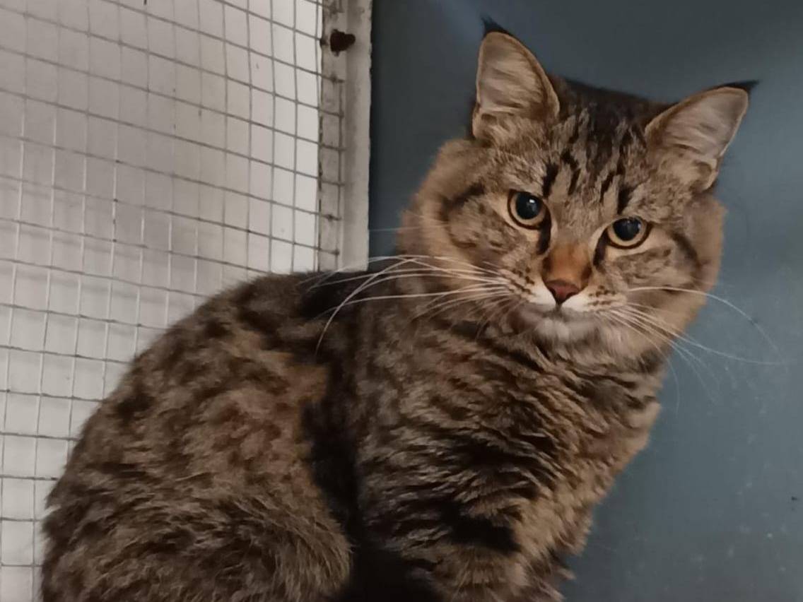 Adozione gatto, femmina, Maine Coon Razza sconosciuta, 7 mesi, taglia non valida, Milano