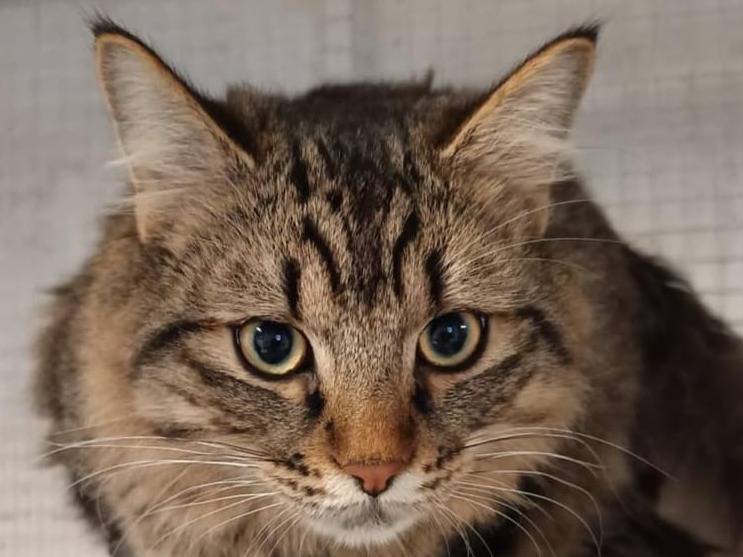 Adozione gatto, maschio, Maine Coon Razza sconosciuta, 8 mesi, taglia non valida, Milano