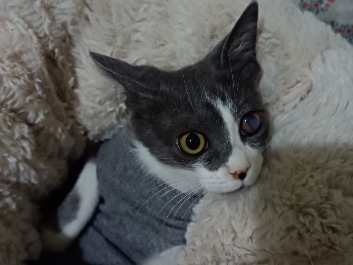 Vuoi adottare un gatto a Milano?