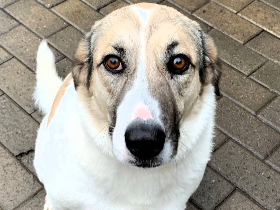 Adozione cane, femmina, Razza sconosciuta Razza sconosciuta, 3 anni e 11 mesi, taglia media, Milano