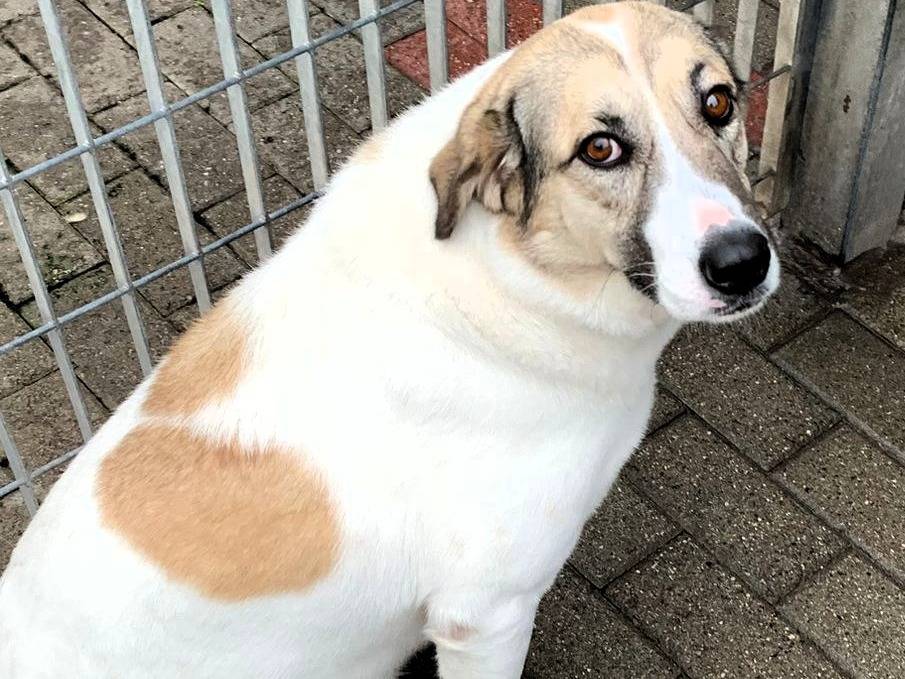 Adotta un cane, femmina, 3 anni e 11 mesi, Milano