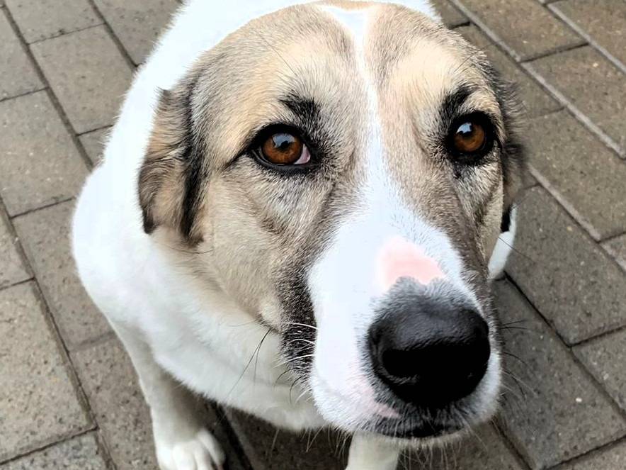 Adotta un cane, taglia media, femmina, Milano