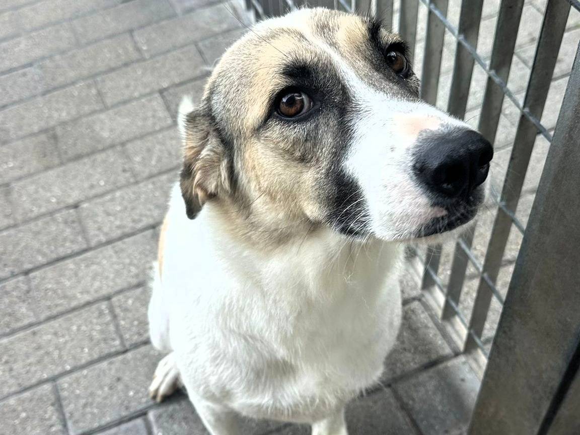 Vuoi adottare un cane a Milano?