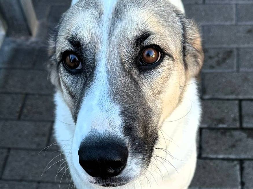Adotta il cane COCA a Milano