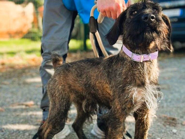 Adozione cane, maschio, Razza sconosciuta Razza sconosciuta, 4 anni e 2 mesi, taglia media, Milano