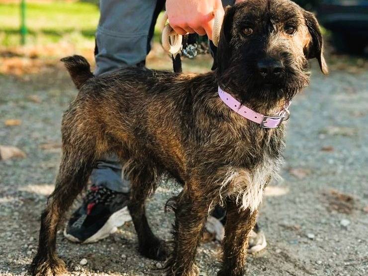 Adotta un cane, maschio, 4 anni e 2 mesi, Milano