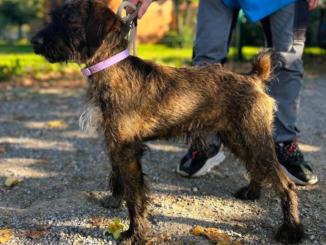 Adotta un cane, taglia media, maschio, Milano
