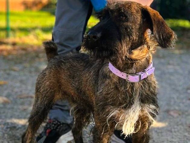 Vuoi adottare un cane a Milano?