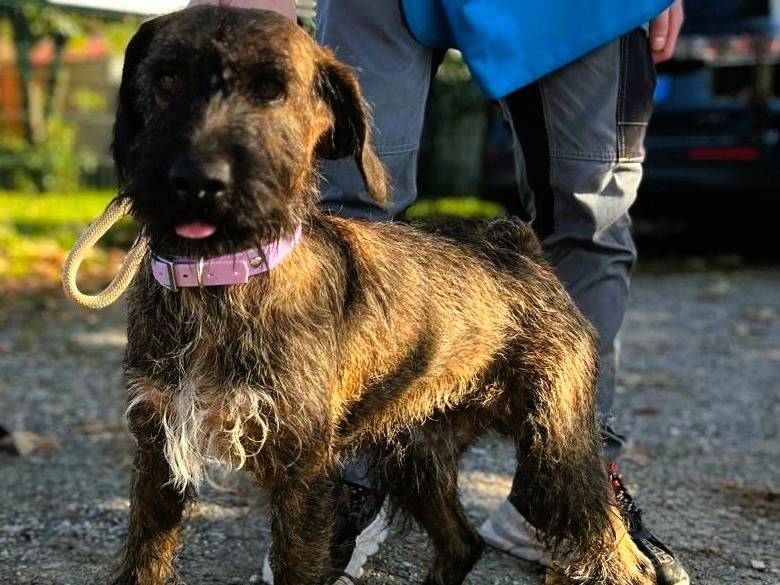 Adotta il cane BISCOTTO a Milano