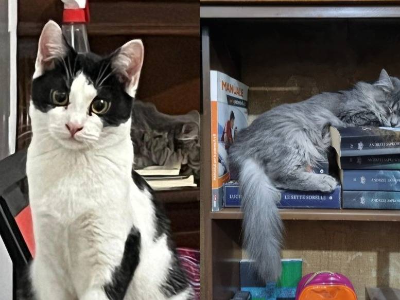 Adozione gatto, maschio, Razza sconosciuta Razza sconosciuta, 7 mesi, taglia non valida, Torino