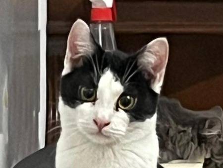 Adotta un gatto, maschio, 7 mesi, Torino