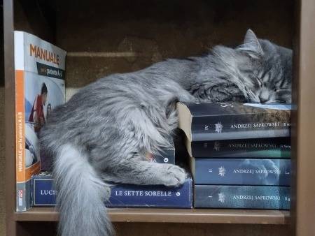 Adotta un gatto, taglia non valida, maschio, Torino