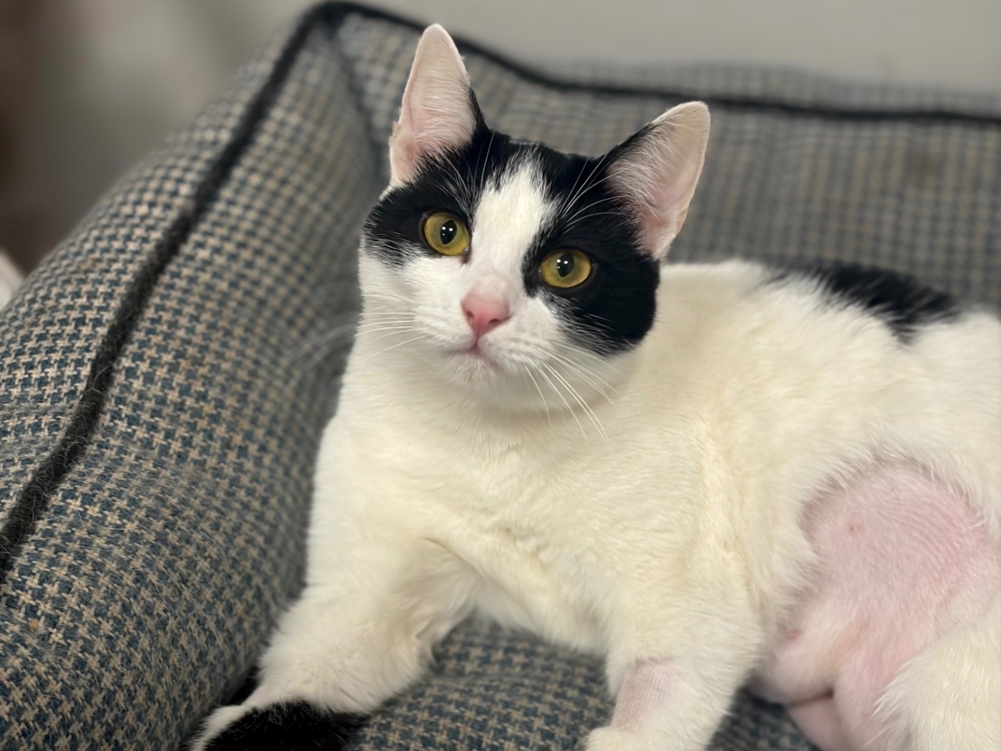 Adozione gatto, femmina, Razza sconosciuta Razza sconosciuta, 7 mesi, taglia non valida, Roma