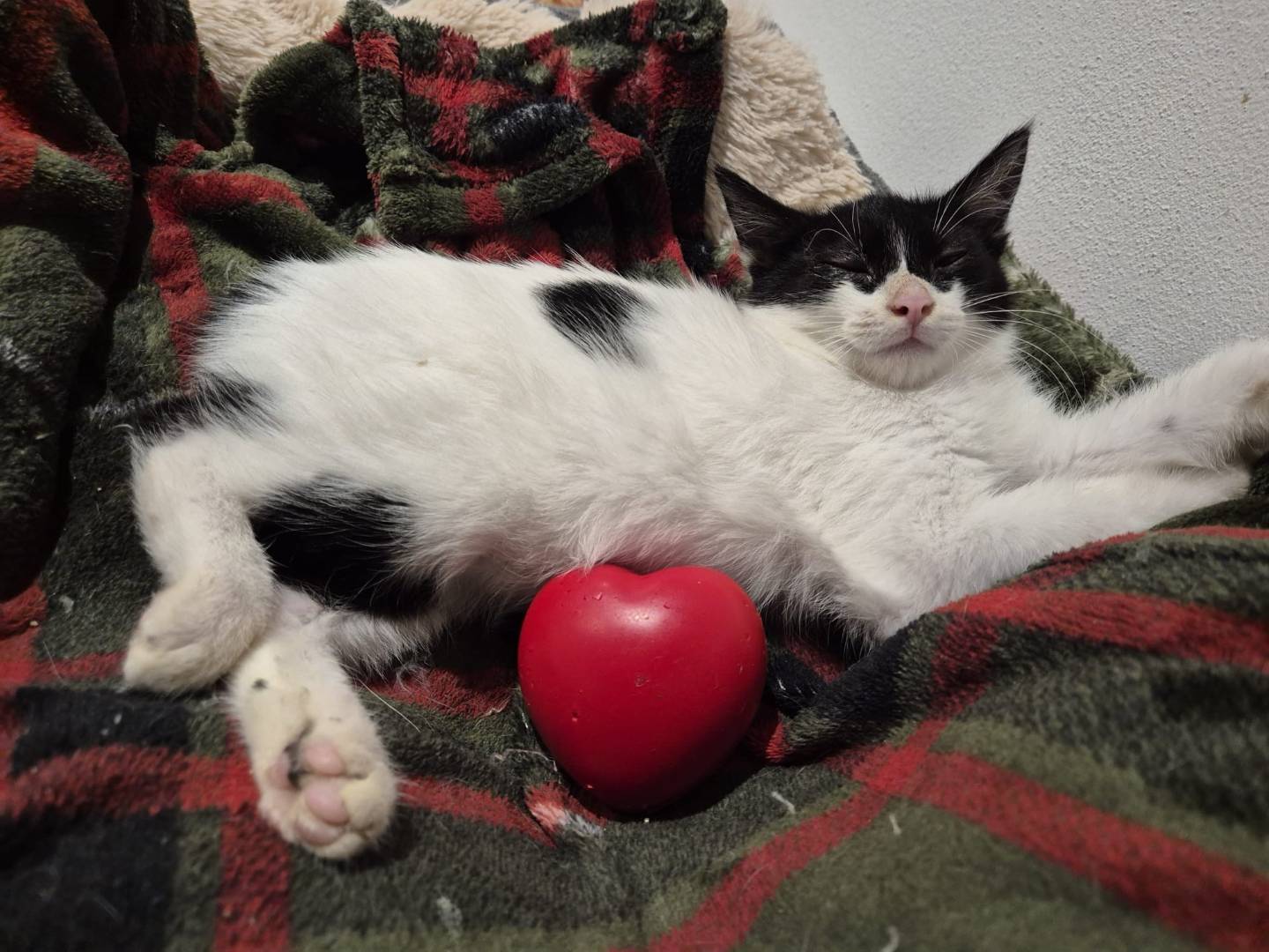 Adozione gatto, maschio, Razza sconosciuta Razza sconosciuta, 2 mesi, taglia non valida, Parma