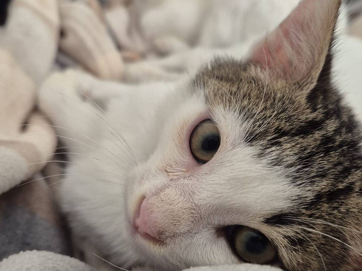 Adozione gatto, maschio, Razza sconosciuta Razza sconosciuta, 3 mesi, taglia non valida, Parma