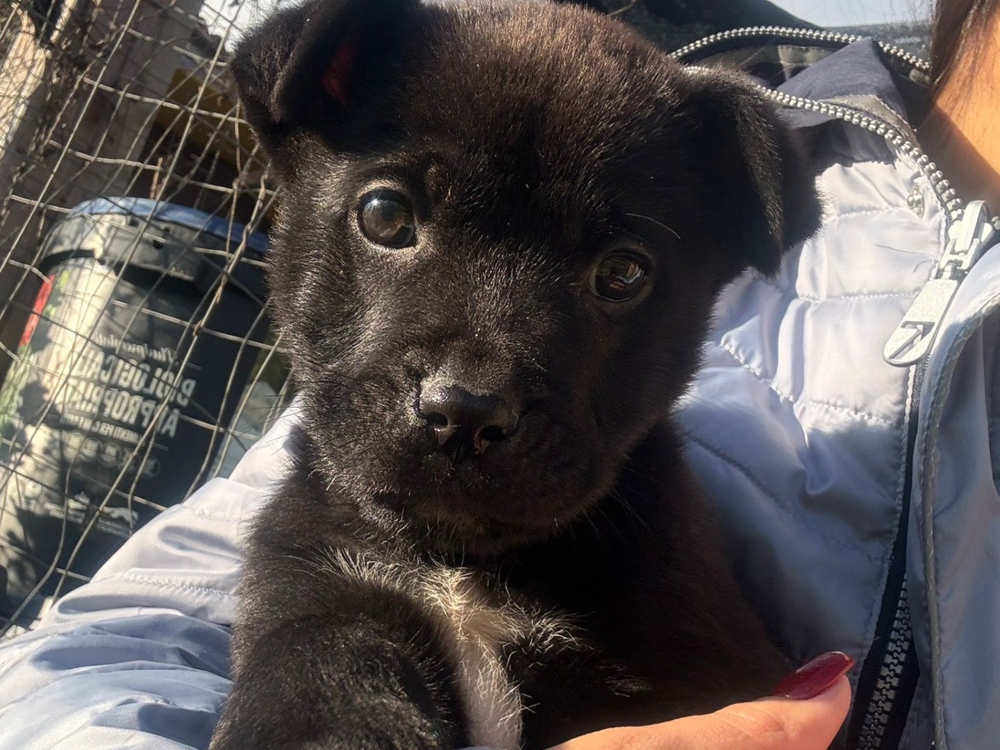 Adozione cane, maschio, Razza sconosciuta Razza sconosciuta, 2 mesi, taglia media, Caltanissetta