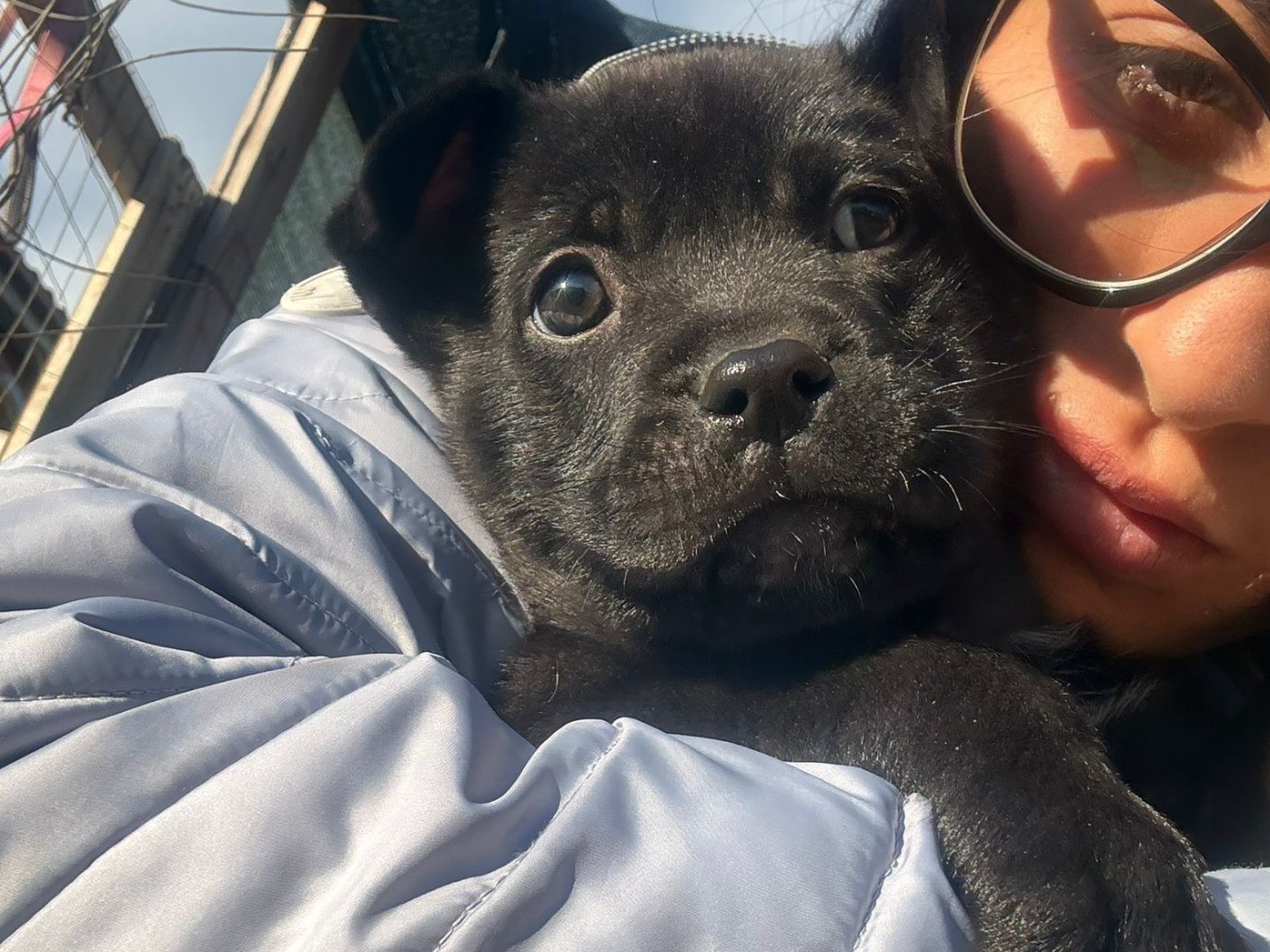 Adotta un cane, maschio, 2 mesi, Caltanissetta