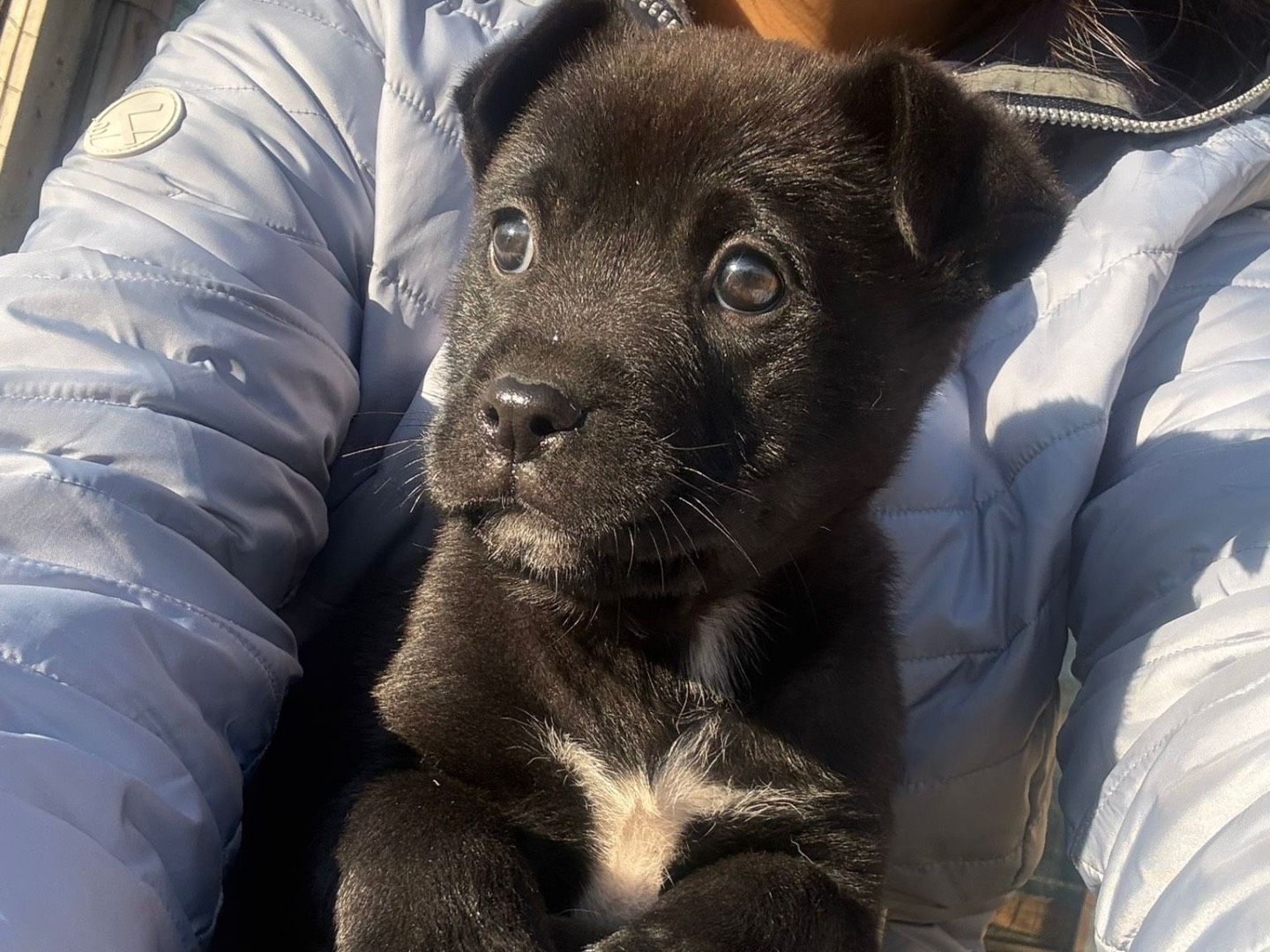 Adotta un cane, taglia media, maschio, Caltanissetta