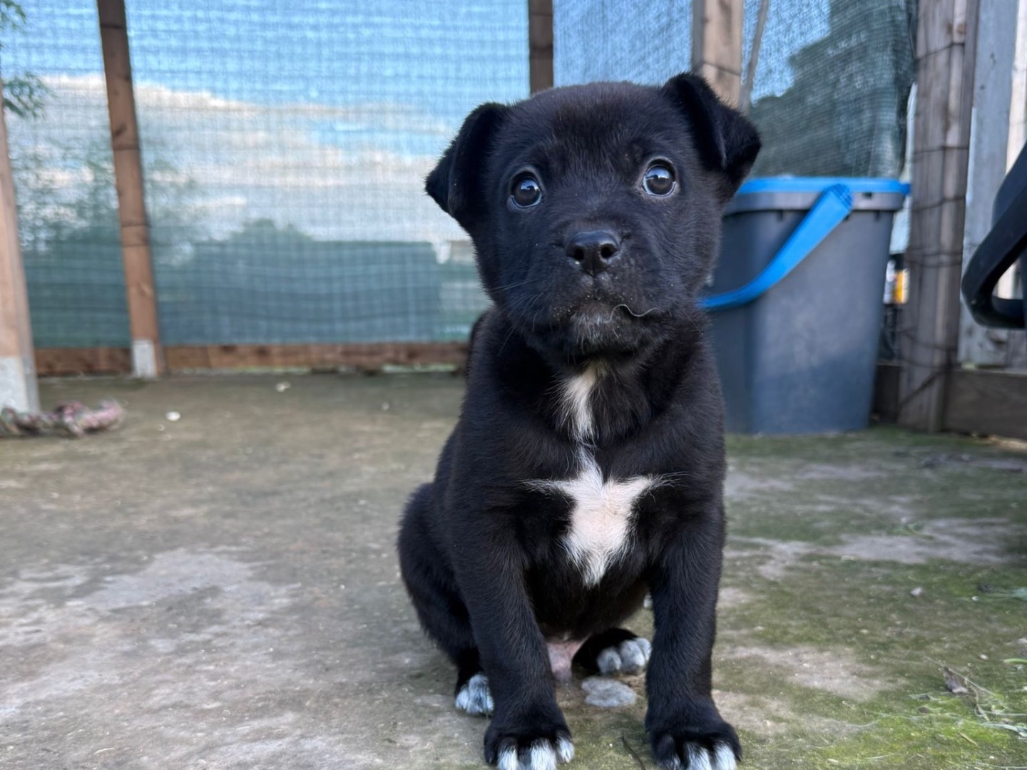 Vuoi adottare un cane a Caltanissetta?
