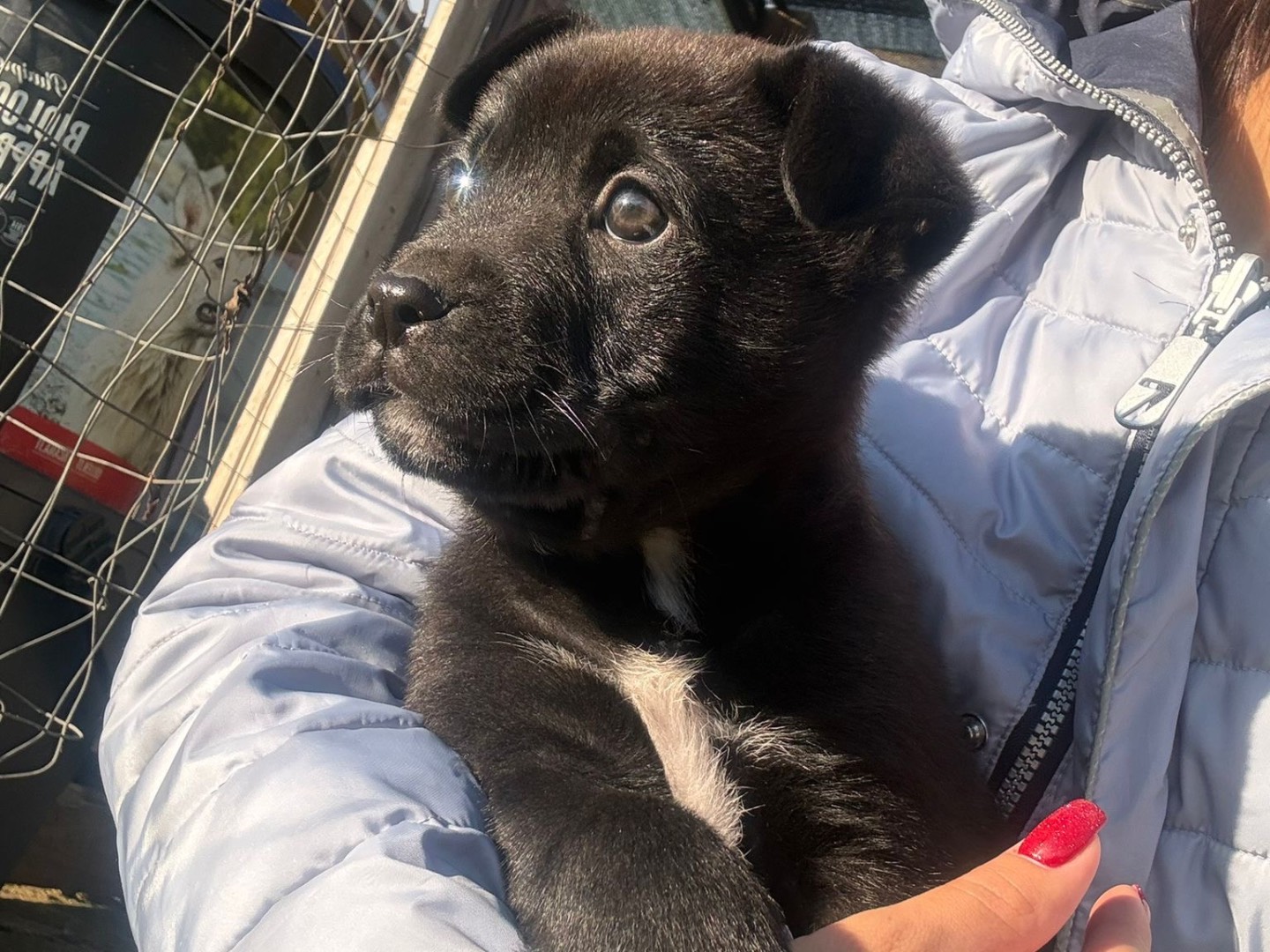 Adotta il cane Charlie  a Caltanissetta