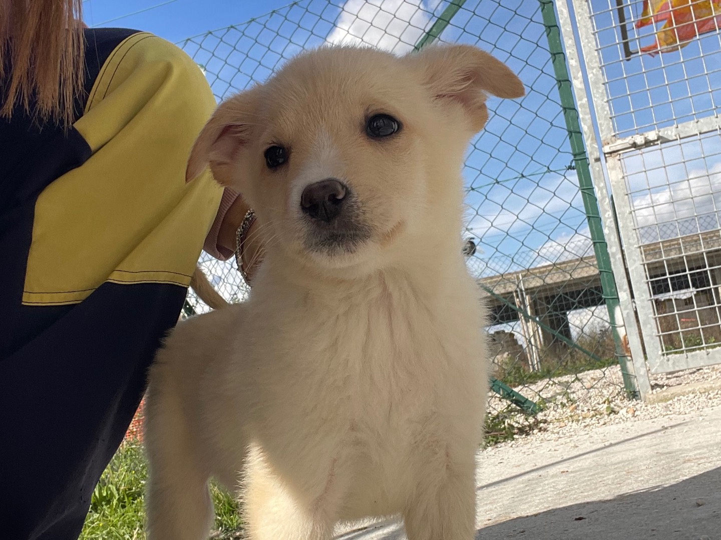 Adozione cane, maschio, Razza sconosciuta Razza sconosciuta, 4 mesi, taglia piccola, Salerno
