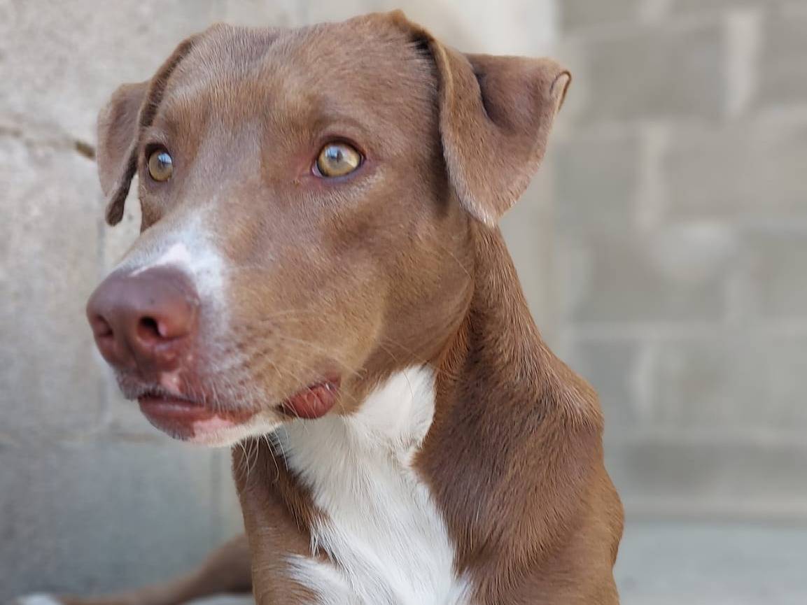 Adozione cane, maschio, Razza sconosciuta Razza sconosciuta, 1 anno e 1 mese, taglia media, Nuoro