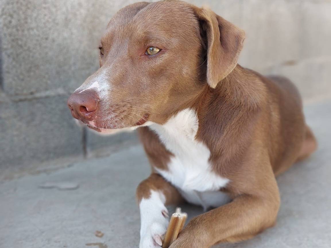 Adotta un cane, maschio, 1 anno e 1 mese, Nuoro