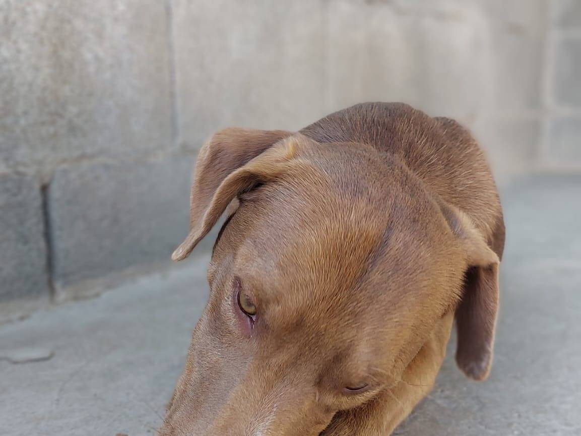 Adotta un cane, taglia media, maschio, Nuoro